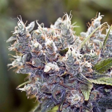 Семена конопли Bubble Gum Feminised